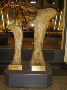 Femur of Brachiosaurus Brancai